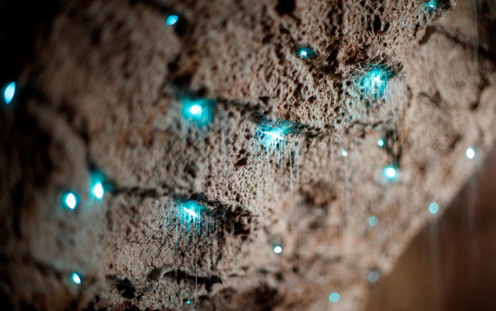 Copyright Waitomo Glowworms Caves