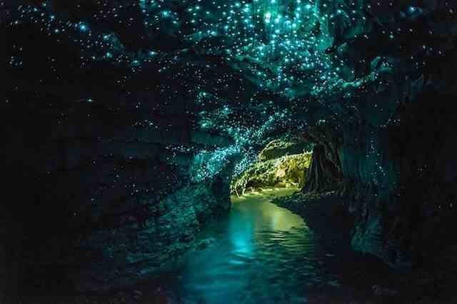 Copyright Waitomo Glowworms Caves