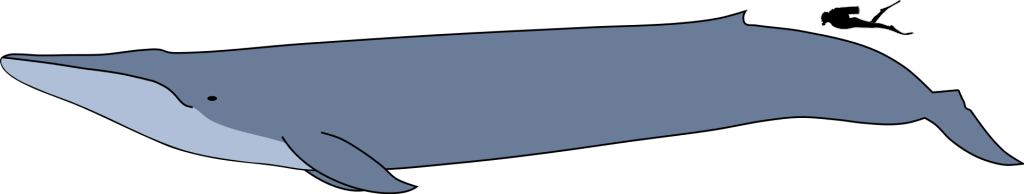 Blue_whale_size.svg