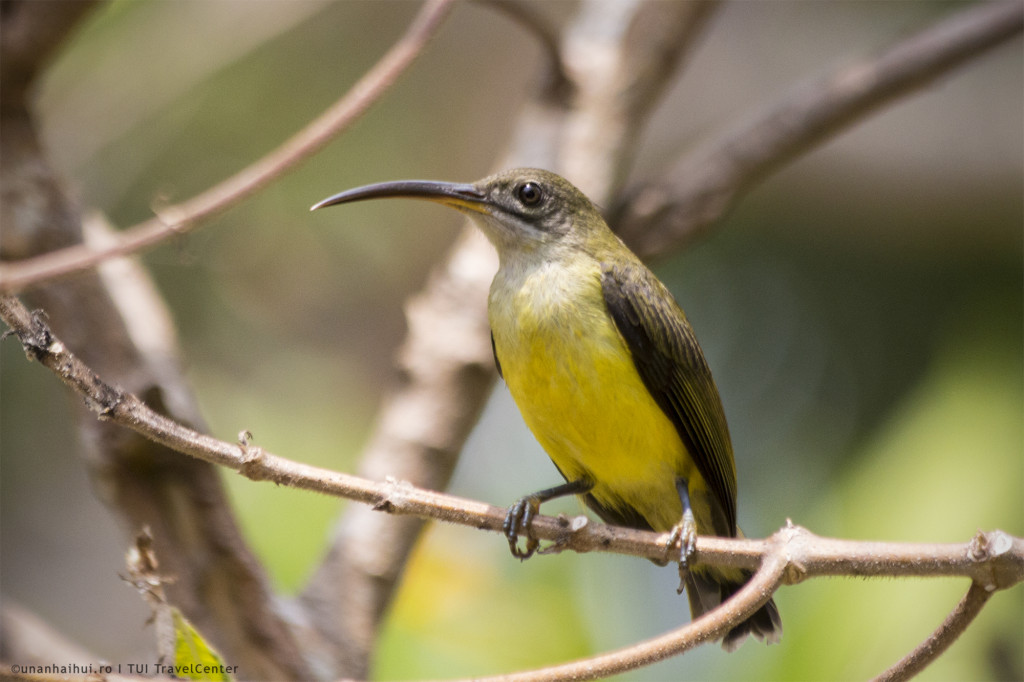 Un fel de colibri