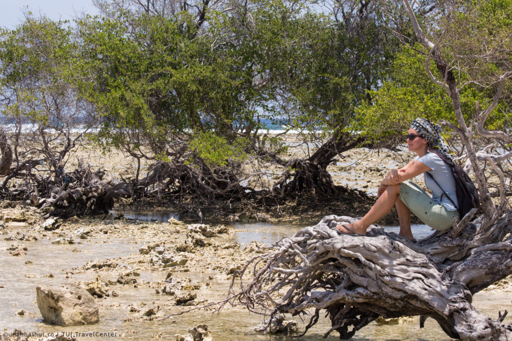 Padure de mangrove cu pasari si crabi ascunsi in cochilii de melci